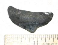 Posterior Megalodon Tooth from Venice Florida